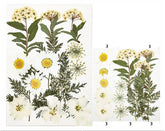 15 In 1 Pressed Flowers Fl035